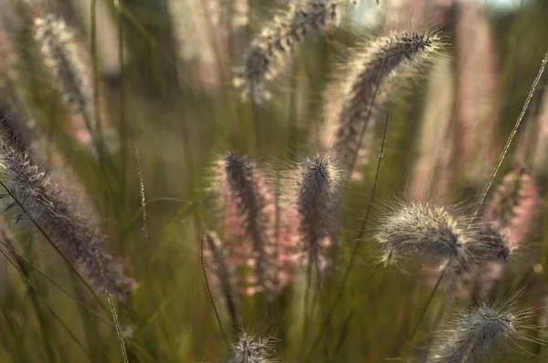Brunnen Gras Zierpflanze im Garten mit weichem Fokus Hintergrund — Stockfoto