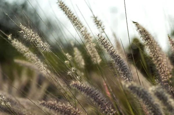 Fonte de grama Planta Ornamental em Jardim com foco suave fundo — Fotografia de Stock