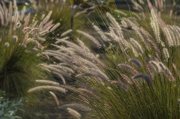 Fontän gräs prydnadsväxt i trädgården med mjuk fokus bakgrund — Stockfoto