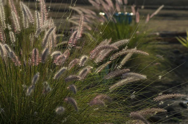 Fountain Grass Ornamental Plant in Garden with soft focus background — Stock Photo, Image