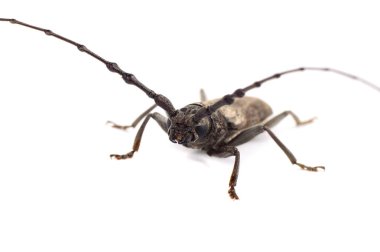 Beyaz arkaplan üzerinde ağaç borer (Batocera rufomaculata) izole