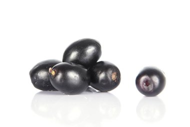 Jambolan plum or Java plum (Syzygium cumini) clipart