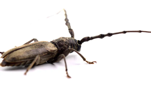 Perce-arbre (Batocera rufomaculata) isolé sur un fond blanc — Photo