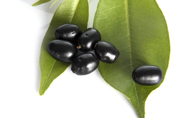 Jambolan Plum Java Plum Syzygium Cumini — Stock Photo, Image