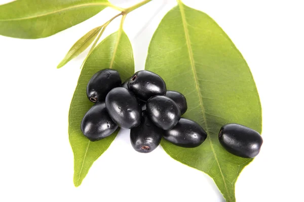 Jambolan Pruim Java Pruim Syzygium Cumini — Stockfoto