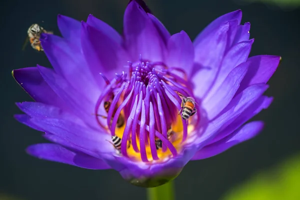 Bijen nemen nectar van de prachtige paarse waterlelie of lotusbloem. Macro foto van bij en de bloem. — Stockfoto