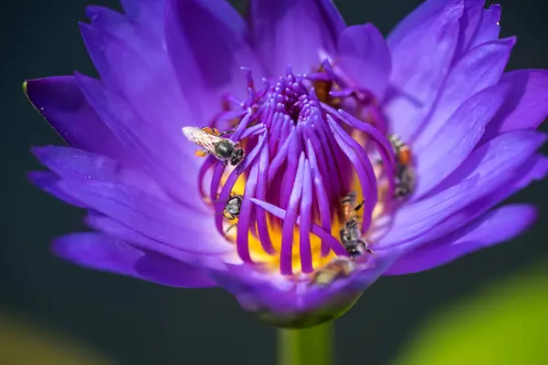 蜜蜂从美丽的紫色水百合或莲花中采蜜。 蜜蜂与花朵的宏观图片. — 图库照片