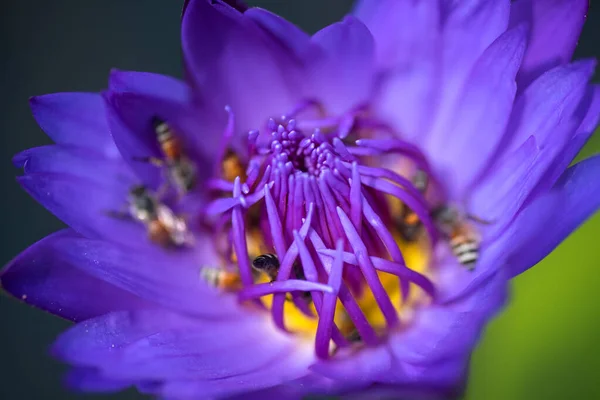 蜜蜂从美丽的紫色水百合或莲花中采蜜。 蜜蜂与花朵的宏观图片. — 图库照片