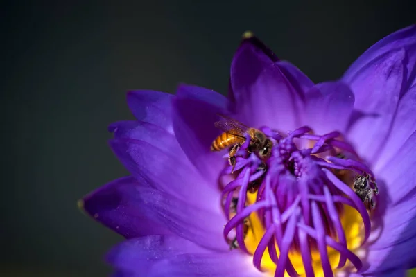 蜜蜂从美丽的紫色水百合或莲花中采蜜。 蜜蜂与花朵的宏观图片. — 图库照片