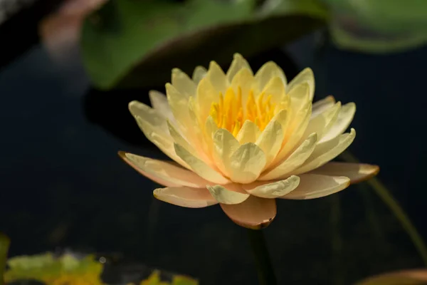 Beautiful waterlily or lotus flower in pond. — Stock Photo, Image