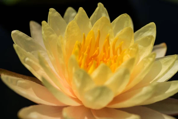 Piękny kwiat lilii wodnej lub lotosu w stawie. — Zdjęcie stockowe