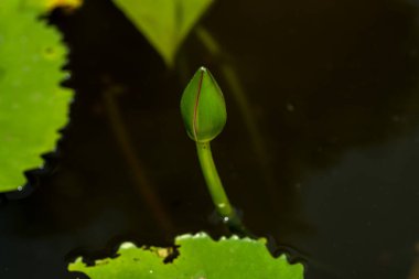 Güzel nilüferler veya nilüfer çiçekleri gölette.