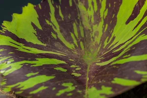 Leaf of lotus flower. close up — Stock Photo, Image