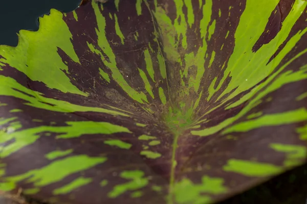 Leaf of lotus flower. close up — Stock Photo, Image