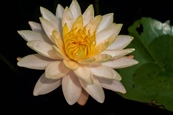 Beautiful waterlily or lotus flower in pond. — Stock Photo, Image