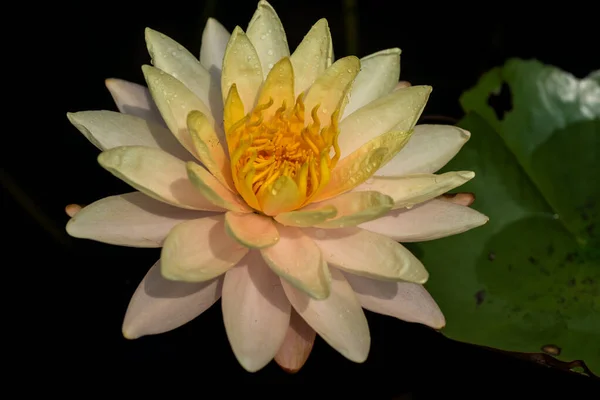 Beautiful waterlily or lotus flower in pond. — Stock Photo, Image