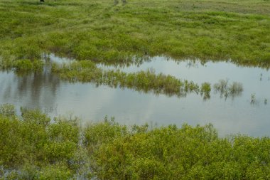 Nehir kıyısında doğa saflık çim