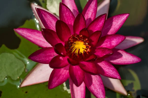 Beautiful waterlily or lotus flower in pond. — Stock Photo, Image