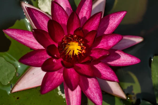 Beautiful waterlily or lotus flower in pond. — Stock Photo, Image