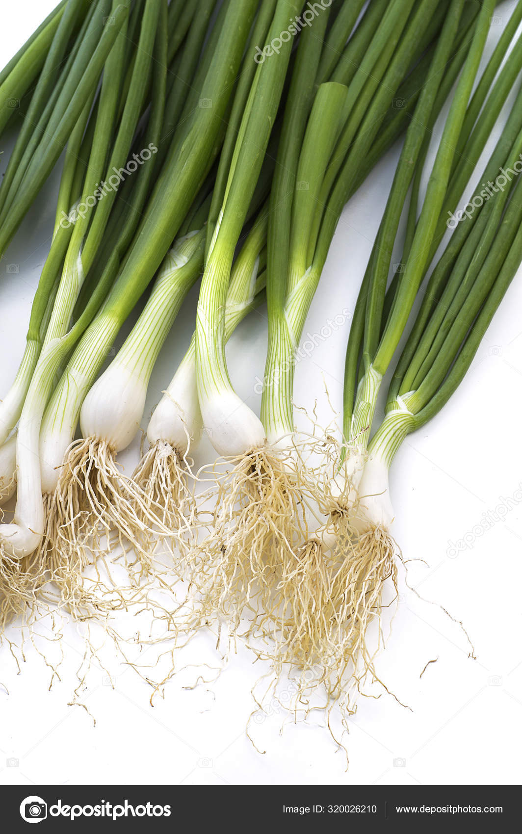 Green Shallots Images imgstache