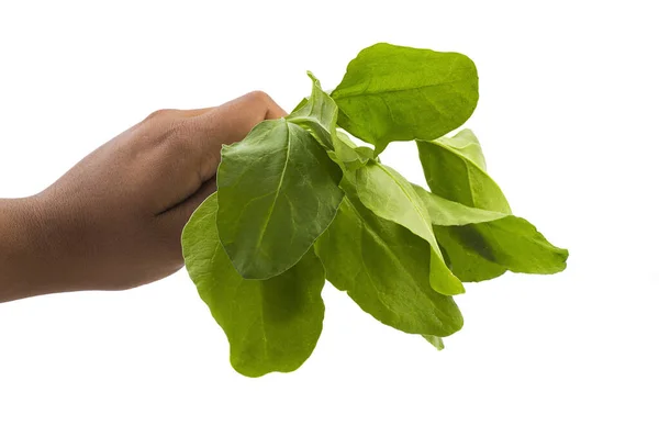 Close up of hand holding spinach at home on white background - Healthy Eating, Dieting, Vegetarian Food and People concept. — Stock Photo, Image