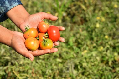 Mutlu genç bir kadın organik tarım veya tarlada taze domates topluyor veya inceliyor.