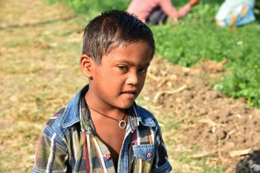 Amravati, Maharashtra, Hindistan, 3 Şubat 2017: Kimliği belirsiz Hintli tarım işçisi yeşil kişniş biçiyor ve organik çiftlikte el ele tutuşuyor..