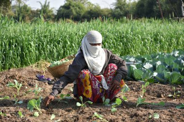 Amravati, Maharashtra, Hindistan, 3 Şubat 2017: Kimliği belirlenemeyen Hintli tarım işçisi tarlaya lahana ekiyor ve organik çiftlikte bir avuç lahana tutuyor..