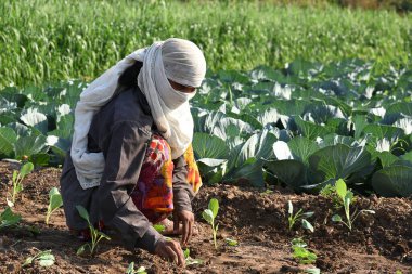 Amravati, Maharashtra, Hindistan, 3 Şubat 2017: Kimliği belirlenemeyen Hintli tarım işçisi tarlaya lahana ekiyor ve organik çiftlikte bir avuç lahana tutuyor..