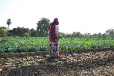 Amravati, Maharashtra, Hindistan, 3 Şubat 2017: Kimliği belirlenemeyen Hintli tarım işçisi tarlaya lahana ekiyor ve organik çiftlikte bir avuç lahana tutuyor..