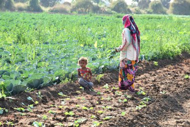 Amravati, Maharashtra, Hindistan, 3 Şubat 2017: Kimliği belirlenemeyen Hintli tarım işçisi tarlaya lahana ekiyor ve organik çiftlikte bir avuç lahana tutuyor..