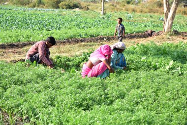 Amravati, Maharashtra, Hindistan, 3 Şubat 2017: Kimliği belirsiz Hintli tarım işçisi yeşil kişniş biçiyor ve organik çiftlikte el ele tutuşuyor..