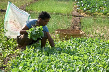 Amravati, Maharashtra, Hindistan, 3 Şubat 2017: Kimliği belirlenemeyen Hintli tarım işçisi tarlaya lahana ekiyor ve organik çiftlikte bir avuç lahana tutuyor..