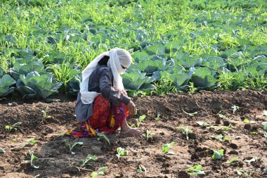Amravati, Maharashtra, Hindistan, 3 Şubat 2017: Kimliği belirlenemeyen Hintli tarım işçisi tarlaya lahana ekiyor ve organik çiftlikte bir avuç lahana tutuyor..
