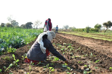 Amravati, Maharashtra, Hindistan, 3 Şubat 2017: Kimliği belirlenemeyen Hintli tarım işçisi tarlaya lahana ekiyor ve organik çiftlikte bir avuç lahana tutuyor..
