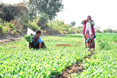 Amravati, Maharashtra, Hindistan, 3 Şubat 2017: Kimliği belirlenemeyen Hintli tarım işçisi tarlaya lahana ekiyor ve organik çiftlikte bir avuç lahana tutuyor..