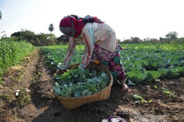 Amravati, Maharashtra, Hindistan, 3 Şubat 2017: Kimliği belirlenemeyen Hintli tarım işçisi tarlaya lahana ekiyor ve organik çiftlikte bir avuç lahana tutuyor..