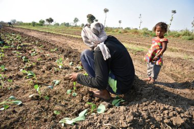 Amravati, Maharashtra, Hindistan, 3 Şubat 2017: Kimliği belirlenemeyen Hintli tarım işçisi tarlaya lahana ekiyor ve organik çiftlikte bir avuç lahana tutuyor..