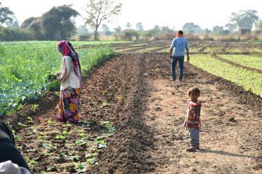 Amravati, Maharashtra, Hindistan, 3 Şubat 2017: Kimliği belirlenemeyen Hintli tarım işçisi tarlaya lahana ekiyor ve organik çiftlikte bir avuç lahana tutuyor..