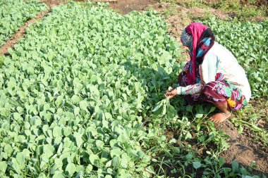 Amravati, Maharashtra, Hindistan, 3 Şubat 2017: Kimliği belirlenemeyen Hintli tarım işçisi tarlaya lahana ekiyor ve organik çiftlikte bir avuç lahana tutuyor..