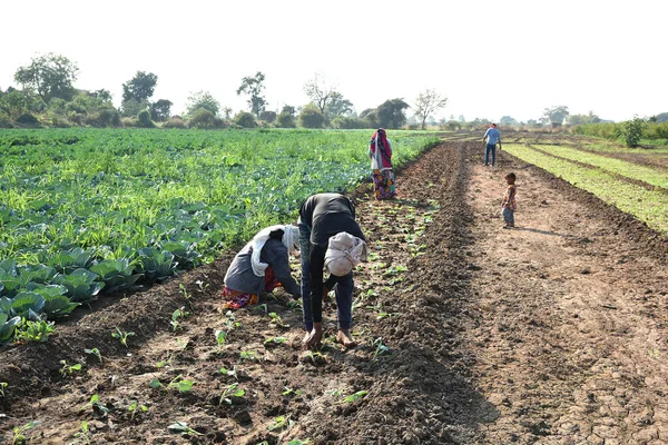 AMRAVATI, MAHARASHTRA, INDIA, 3 DE FEBRERO DE 2017: Campesino indio no identificado plantando repollo en el campo y sosteniendo racimo de pequeña planta de repollo en las manos en la granja orgánica . — Foto de Stock