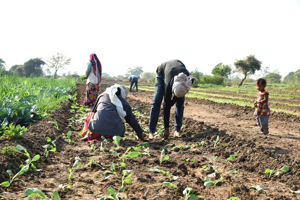 Amravati, Maharashtra, Hindistan, 3 Şubat 2017: Kimliği belirlenemeyen Hintli tarım işçisi tarlaya lahana ekiyor ve organik çiftlikte bir avuç lahana tutuyor..