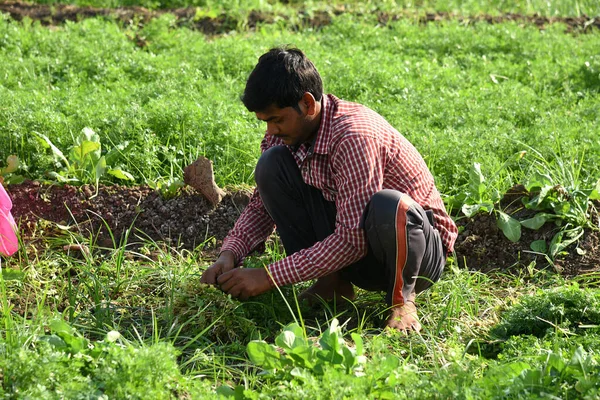 Amravati, Maharashtra, Indie, 3 lutego 2017 r.: niezidentyfikowany indyjski pracownik gospodarstwa rolnego zbierający zieloną kolendrę i trzymający garść w rękach w gospodarstwie ekologicznym. — Zdjęcie stockowe