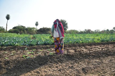 Amravati, Maharashtra, Hindistan, 3 Şubat 2017: Kimliği belirlenemeyen Hintli tarım işçisi tarlaya lahana ekiyor ve organik çiftlikte bir avuç lahana tutuyor..