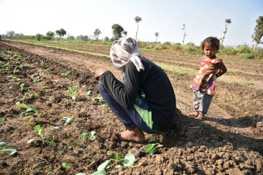 Amravati, Maharashtra, Hindistan, 3 Şubat 2017: Kimliği belirlenemeyen Hintli tarım işçisi tarlaya lahana ekiyor ve organik çiftlikte bir avuç lahana tutuyor..