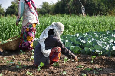 Amravati, Maharashtra, Hindistan, 3 Şubat 2017: Kimliği belirlenemeyen Hintli tarım işçisi tarlaya lahana ekiyor ve organik çiftlikte bir avuç lahana tutuyor..