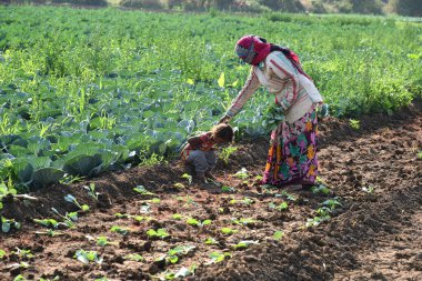 Amravati, Maharashtra, Hindistan, 3 Şubat 2017: Kimliği belirlenemeyen Hintli tarım işçisi tarlaya lahana ekiyor ve organik çiftlikte bir avuç lahana tutuyor..