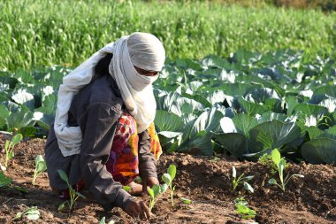 Amravati, Maharashtra, Hindistan, 3 Şubat 2017: Kimliği belirlenemeyen Hintli tarım işçisi tarlaya lahana ekiyor ve organik çiftlikte bir avuç lahana tutuyor..