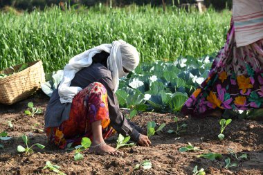 Amravati, Maharashtra, Hindistan, 3 Şubat 2017: Kimliği belirlenemeyen Hintli tarım işçisi tarlaya lahana ekiyor ve organik çiftlikte bir avuç lahana tutuyor..