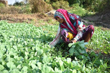 Amravati, Maharashtra, Hindistan, 3 Şubat 2017: Kimliği belirlenemeyen Hintli tarım işçisi tarlaya lahana ekiyor ve organik çiftlikte bir avuç lahana tutuyor..